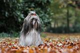 SHIH TZU 190